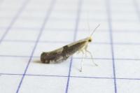 Argyresthia spinosella