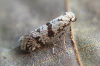 Scythropia crataegella
