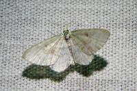 Asthena albulata