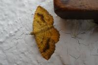 Camptogramma bilineata