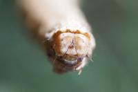 Crocallis dardoinaria