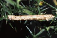 Crocallis dardoinaria