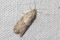 Cnephasia pasiuana