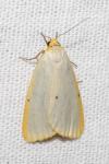 Cybosia mesomella