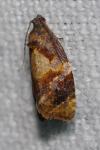 Ditula angustiorana