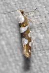 Argyresthia brockeella