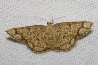 Stegania cararia