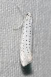 Yponomeuta evonymella
