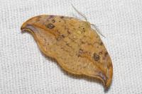 Drepana falcataria