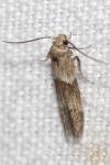 Blastobasis phycidella