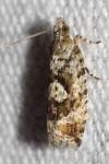 Zeiraphera isertana