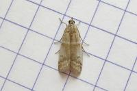 Vitula biviella