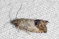 Cydia splendana
