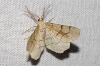 Adactylotis contaminaria