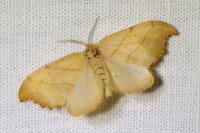 Falcaria lacertinaria
