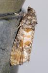 Piniphila bifasciana