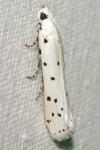 Myelois circumvoluta