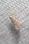 Phyllonorycter ulmifoliella