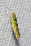 Argyresthia goedartella