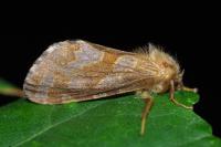 Phymatopus hecta