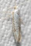 Argyresthia retinella