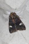 Melanchra persicariae