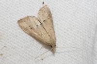 Schrankia taenialis