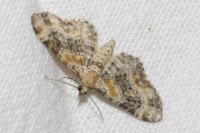 Eupithecia pulchellata