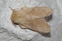 Malacosoma neustria