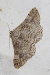Alcis repandata