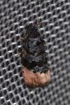 Metendothenia atropunctana