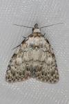 Meganola strigula