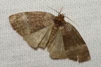 Ochropacha duplaris