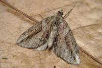 Thera cupressata