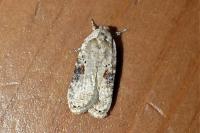 Agonopterix alstroemeriana