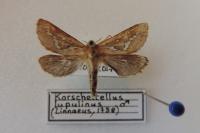 Korscheltellus lupulinus