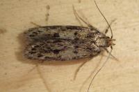 Hofmannophila pseudospretella