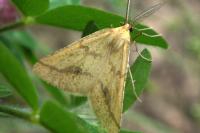 Aspitates ochrearia