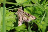 Autographa gamma