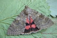 Catocala elocata