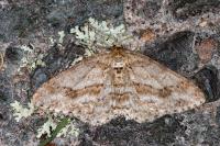 Ectropis crepuscularia