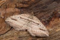 Costaconvexa polygrammata