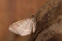 Costaconvexa polygrammata