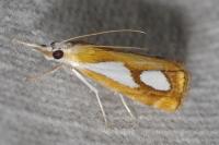 Catoptria pinella