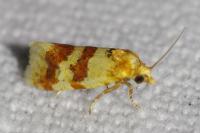 Aethes sanguinana