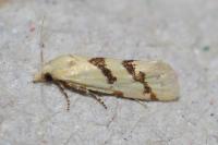 Aethes flagellana