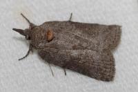 Nycteola columbana