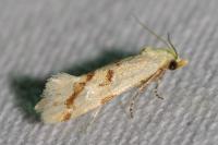 Aethes flagellana