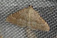 Cataclysme riguata