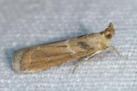 Gymnancyla canella